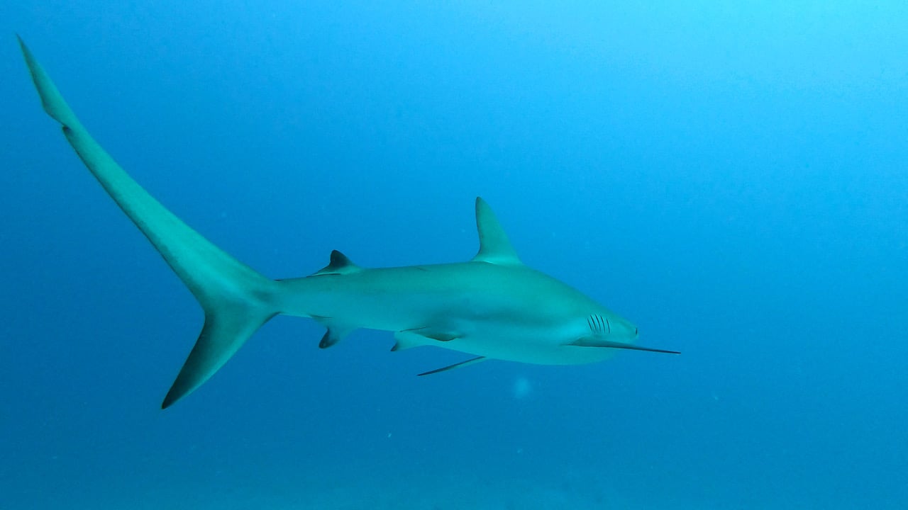 013124 Dive 1 Nurse Shark