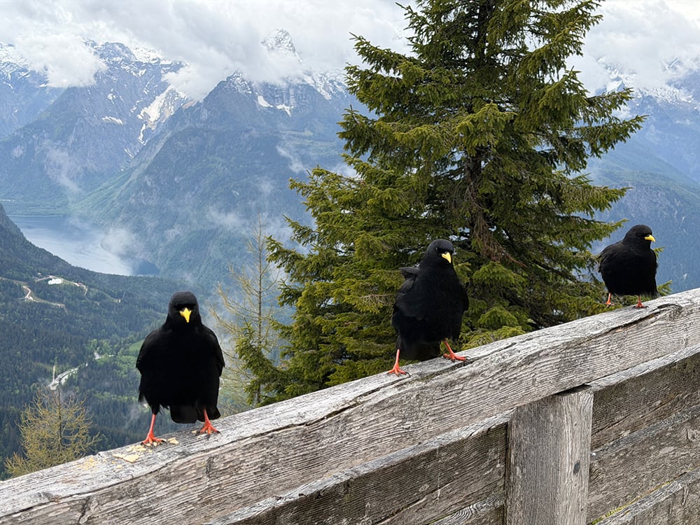05.21.26 BG-Birds