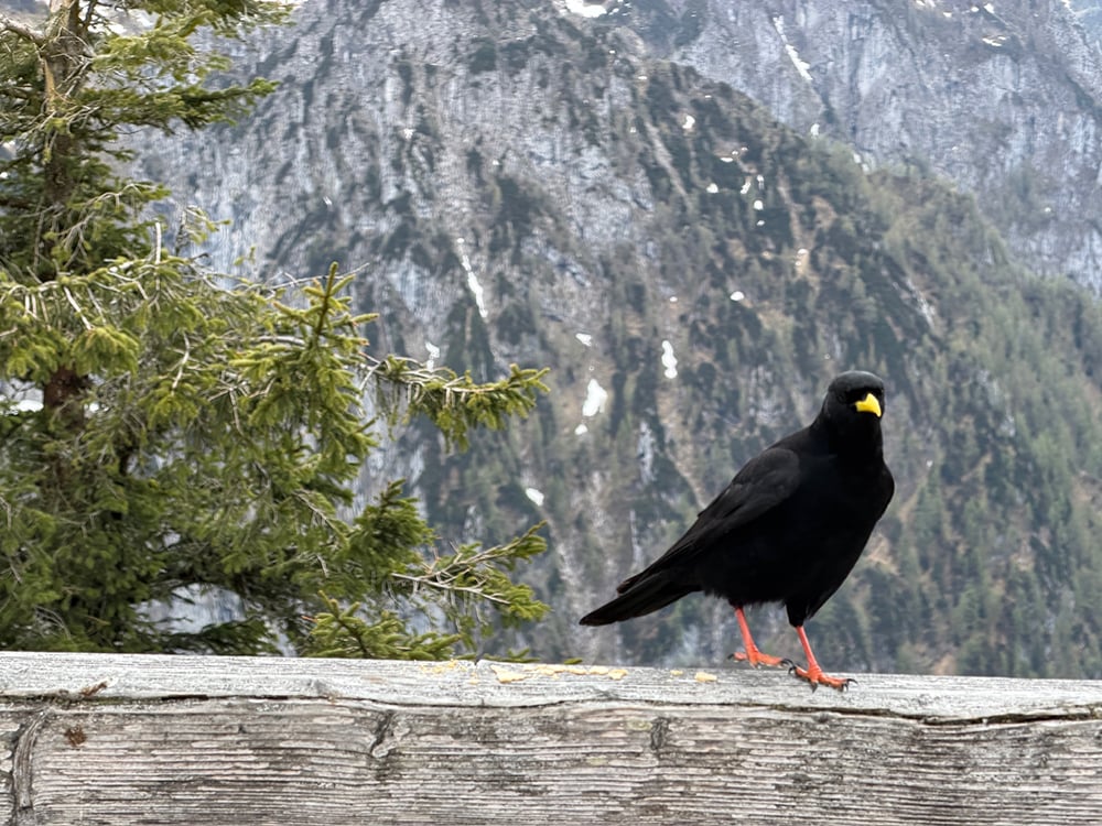 05.21.26 BG-Birds2