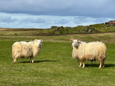 051623 sheep