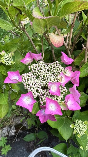 071324_24 Lauter hike  flowers