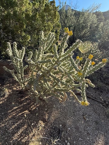 1008_02 cholla cactus sm