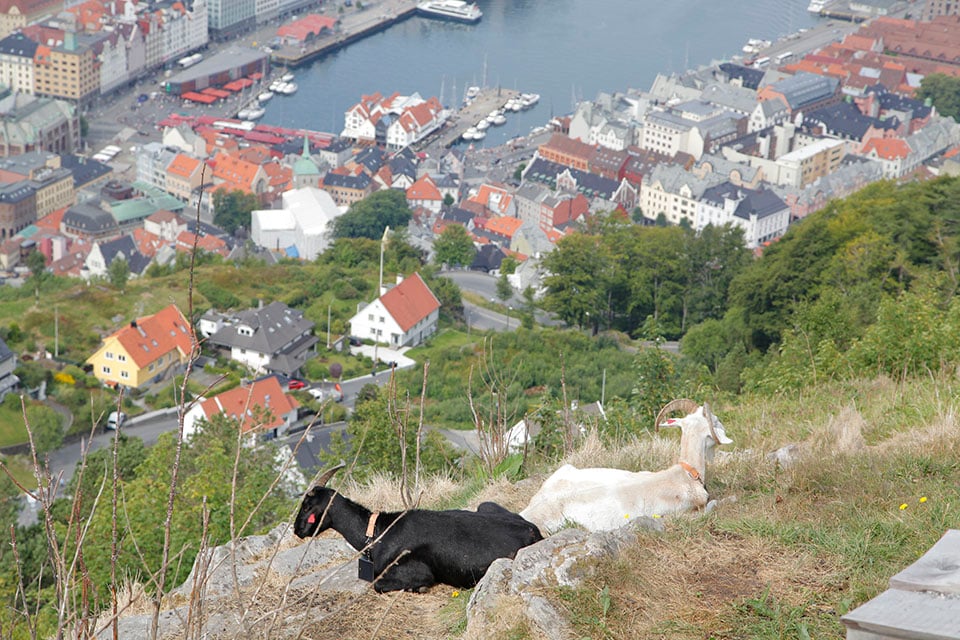 Two goats resting on the grass on Mt. Floyen, with Bergen Harbor in the background