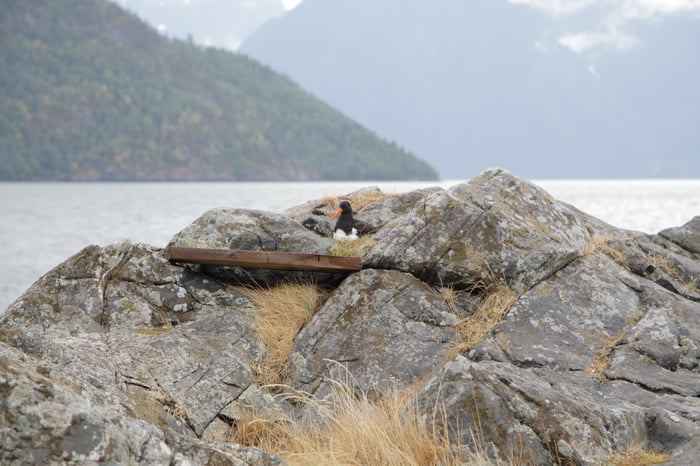 bird nesting in rocks next to fjord