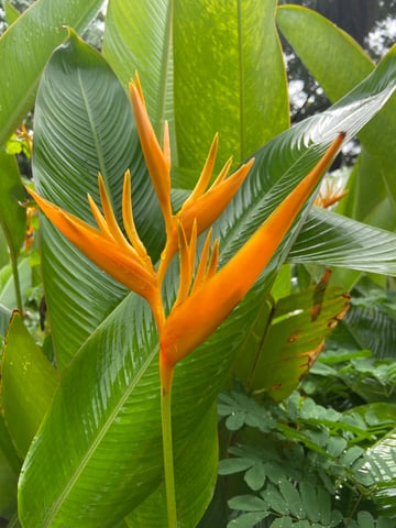 Bird of Paradise 1