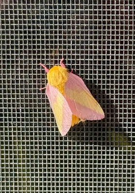 0623_07B Pine Moth 1 sm