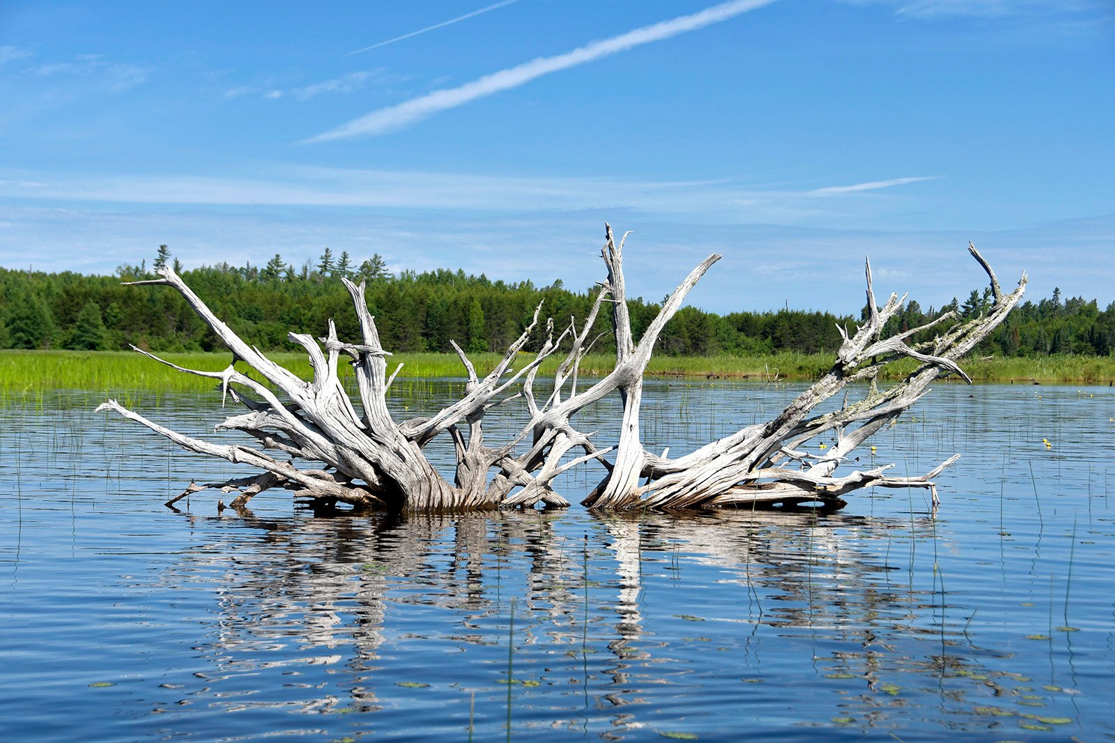 Submerged tree on Stanton Bay