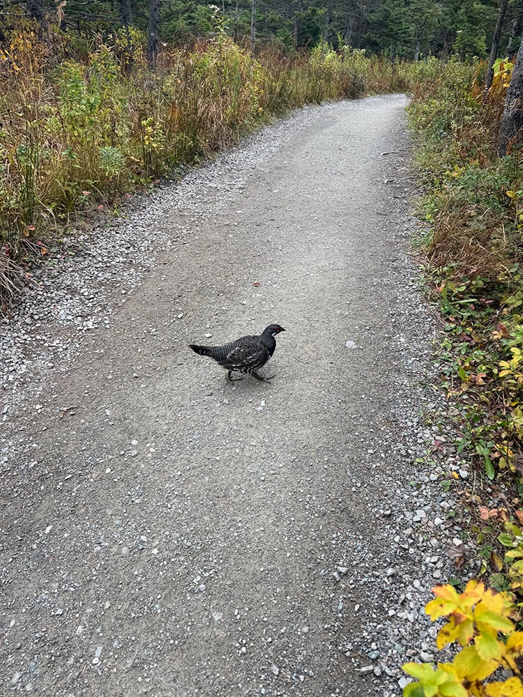 20261014 Grouse