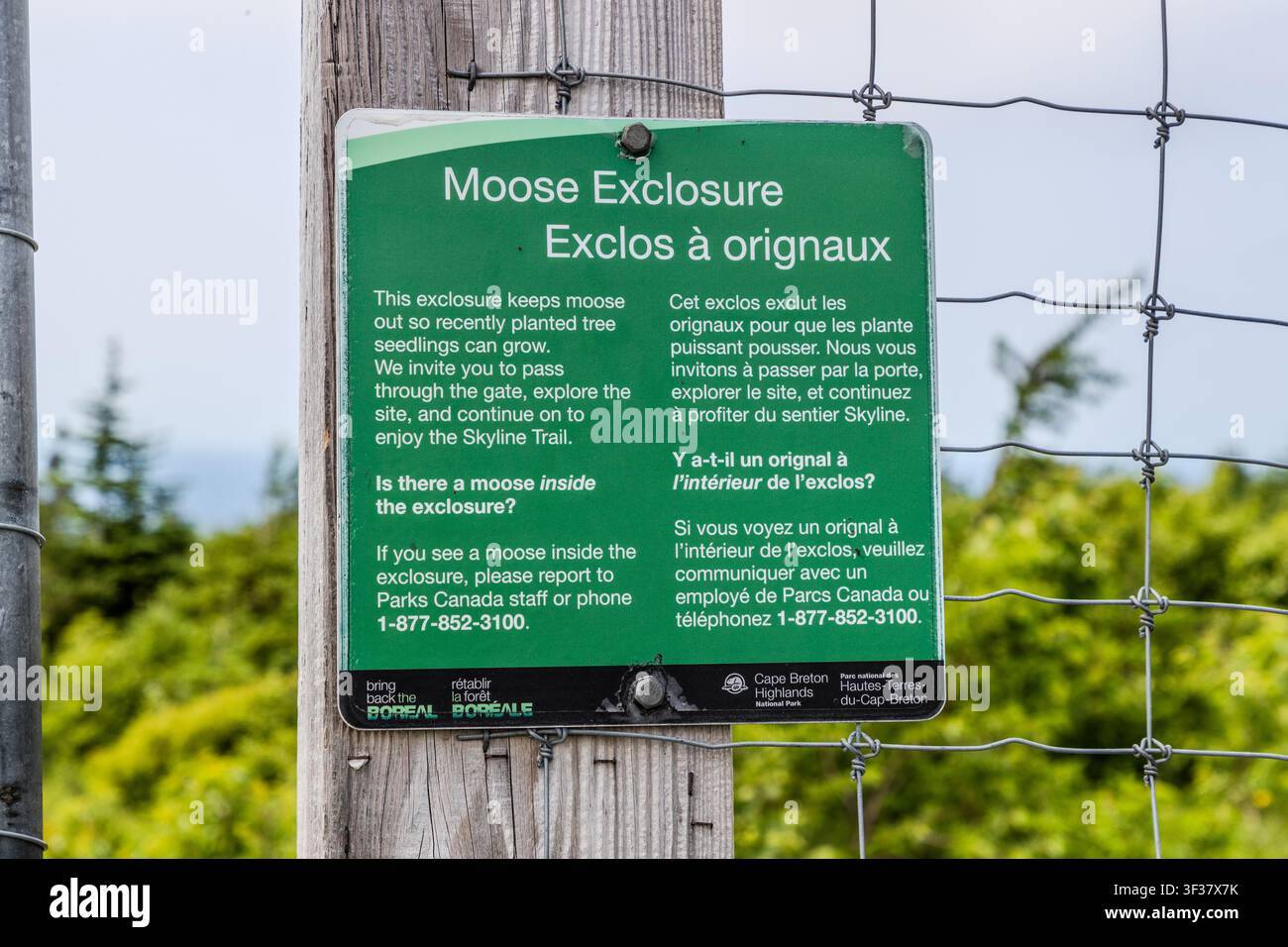 20261014 Moose1