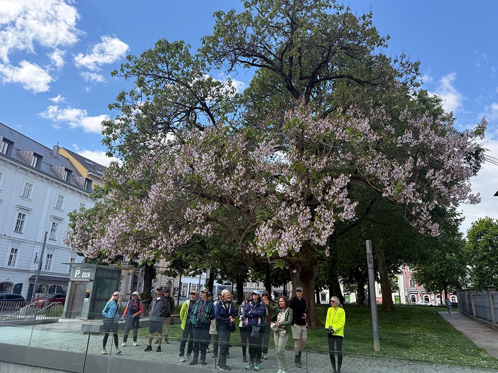 05.17.26 Linz3