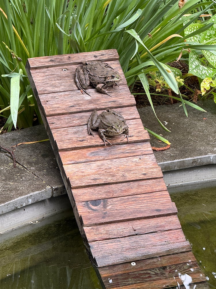 5.14.26 Garden4