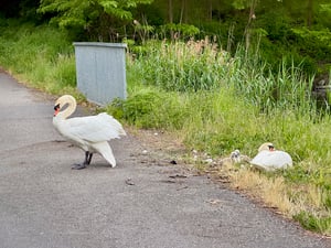 5.14.26 swans