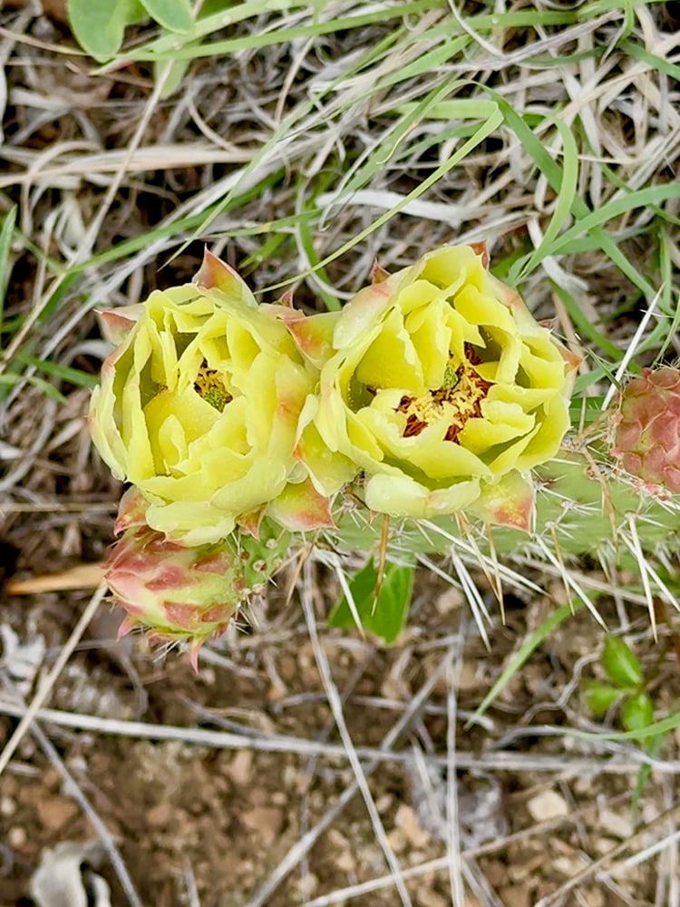 061126 Day 2 Flower3