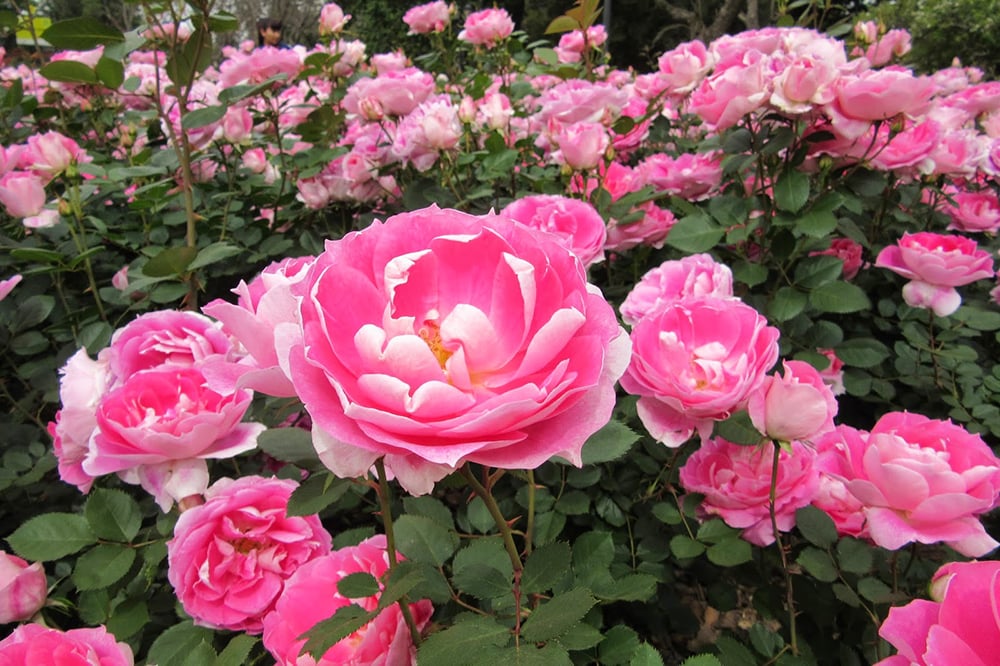 20141013 Rose2