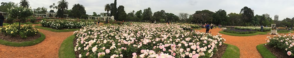 20141013 RosePano