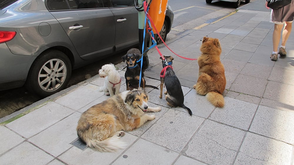 20141020 Dogs1