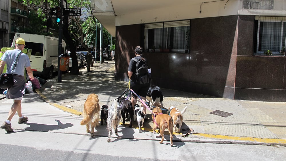20141020 Dogs2