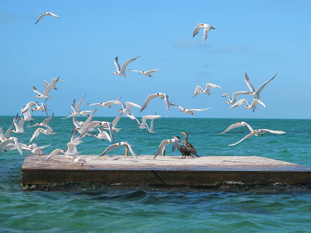 02212014 BirdTour1