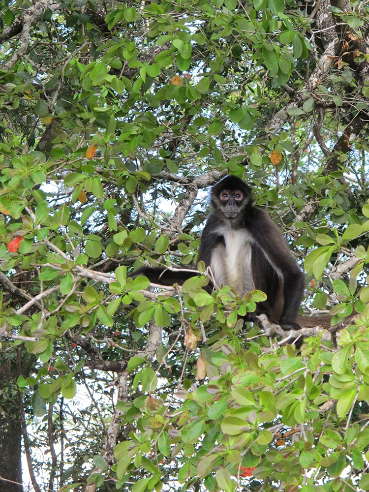 02232014 Jungle1