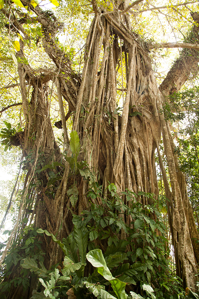 02232014 Jungle2