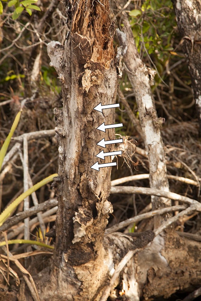 02232014 Jungle4