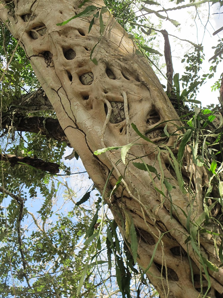 02232014 Jungle8