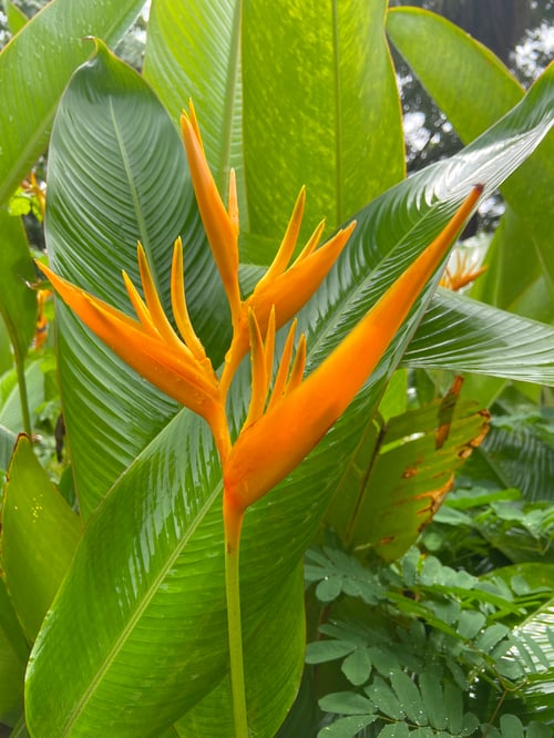 Bird of Paradise B