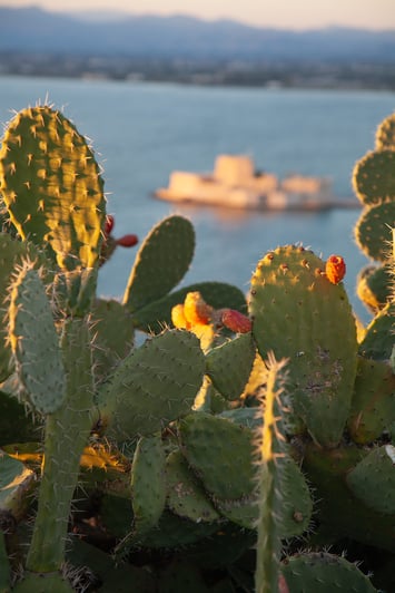 Napflio bay fort cacti view