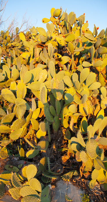 Napflio cacti JT shadow