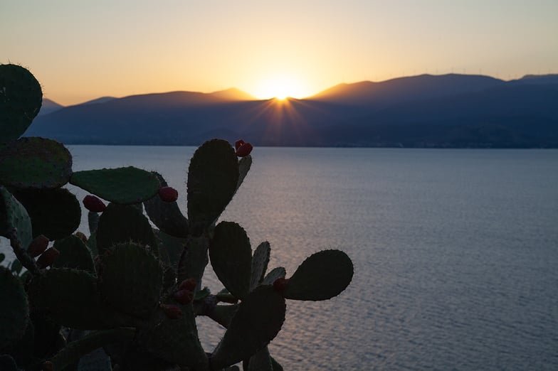 Napflio sunset cacti profile