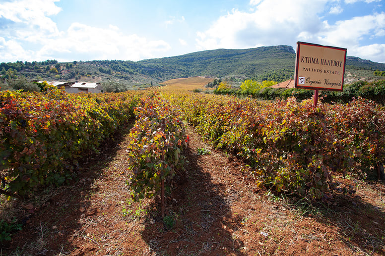 Napflio vineyard 1