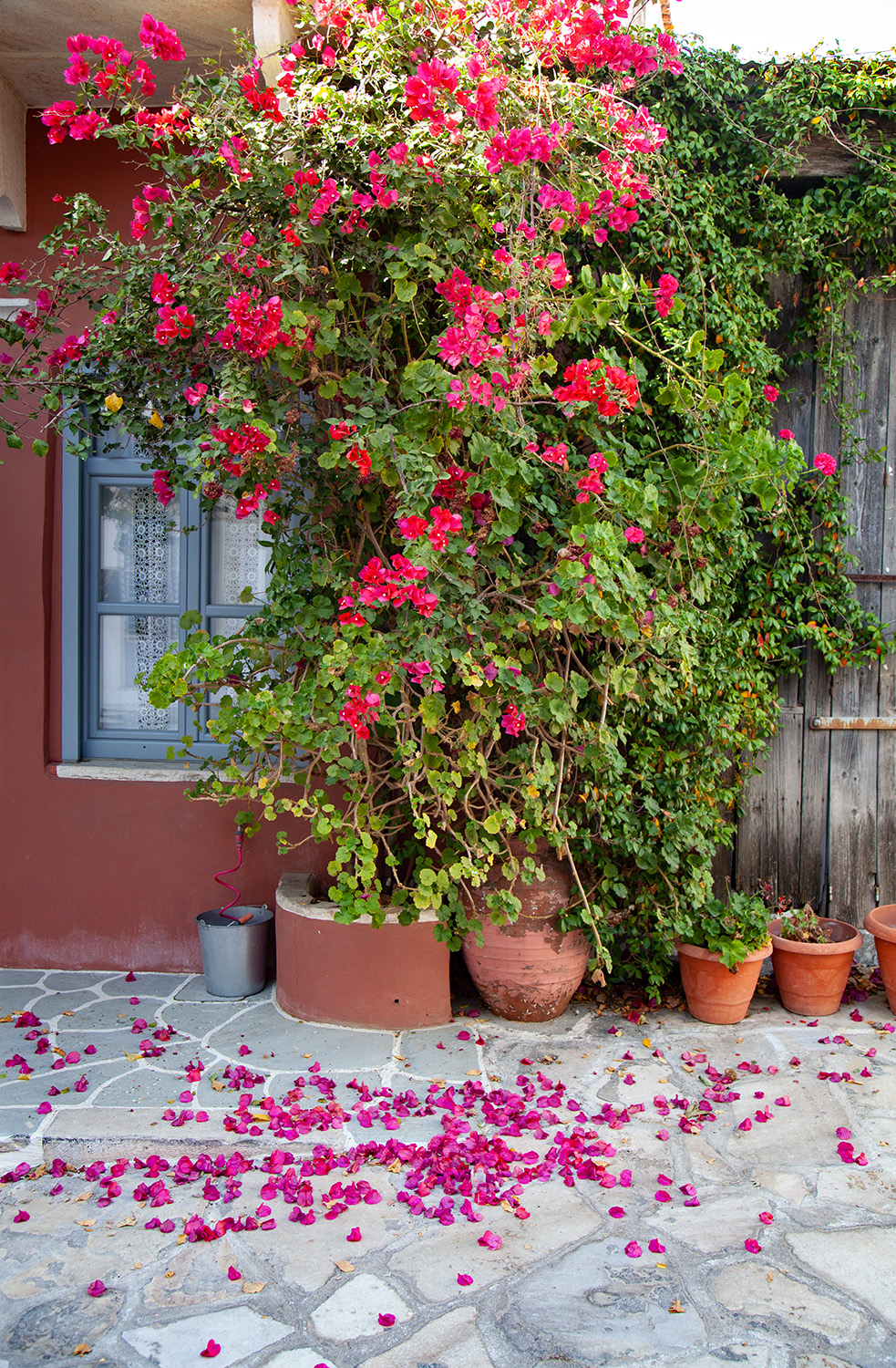 Naxos Chalki street bouganvilla