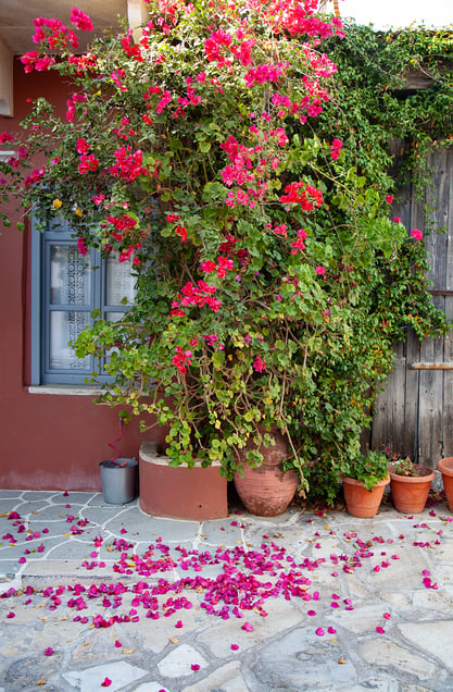 Naxos Chalki street bouganvilla