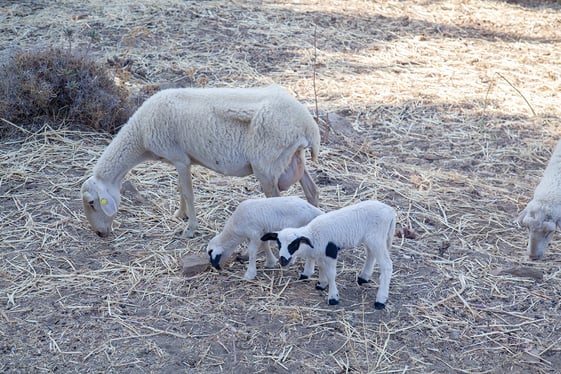 Naxos Mt Zeus lambs-1