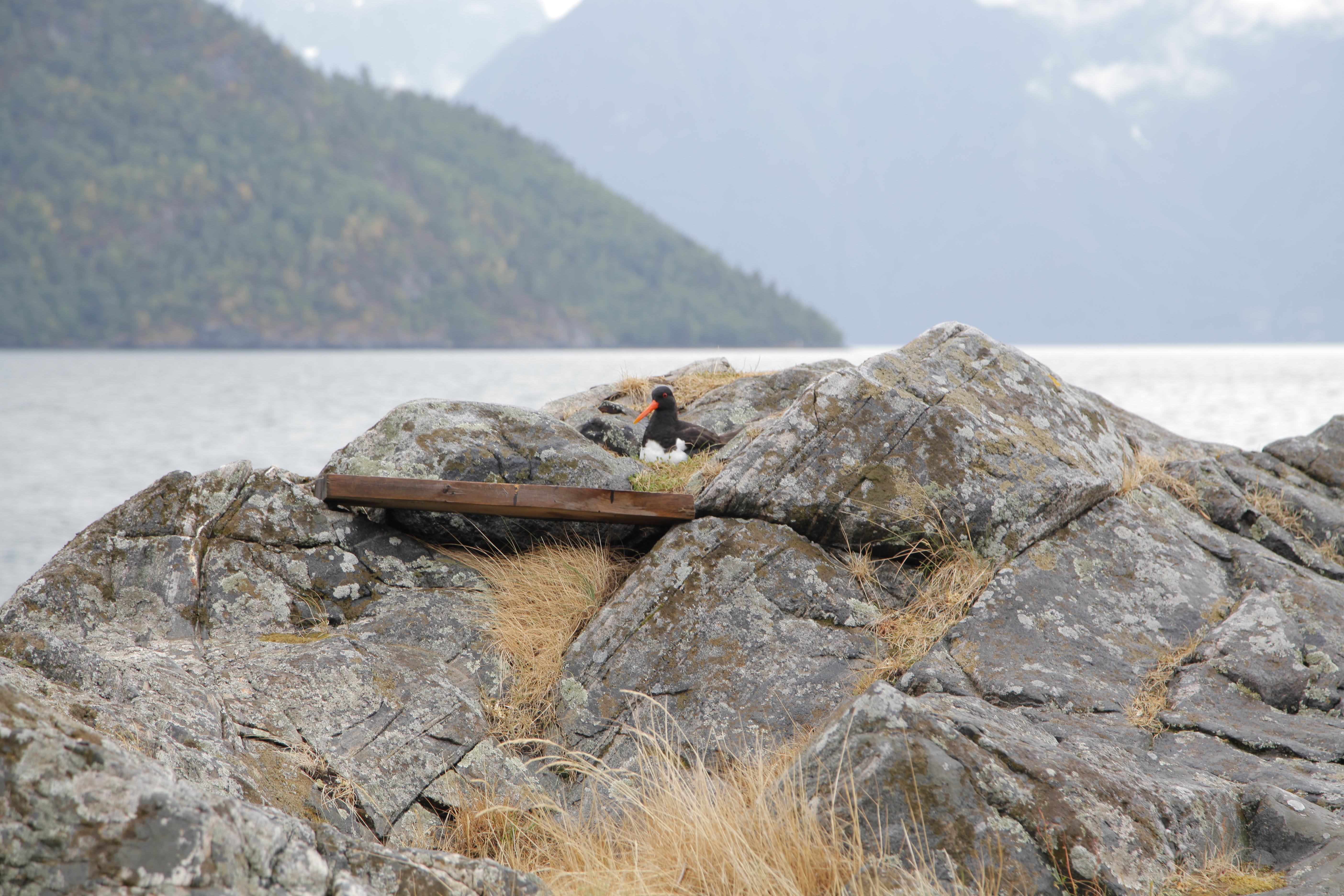 An oystercatcher nesting in the rocks along a fjord